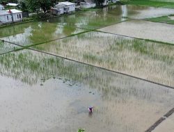 Bantuan Benih di Kabupaten Bekasi Belum Merata