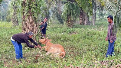 Gerakan Anak Negeri Salurkan Sapi untuk Tradisi Mak Megang di Pengungsian Aceh Utara
