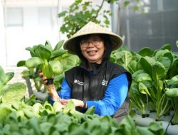 Perempuan Berdaya Lewat Program BRInita, Intip Kisah Inspiratif KWT Buaran Citra Lestari Manfaatkan Lahan Sempit untuk Tanaman Produktif