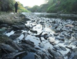 Ikan Sapu-sapu Kuasai Sungai Cileungsi-Cikeas hingga Kali Bekasi