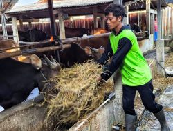 Hewan Kurban Asal Garut Terpapar Iritasi Mata di Bekasi akibat Cuaca Panas