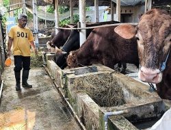 Penjualan Hewan Kurban di Kabupaten Bekasi Merosot