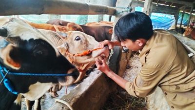 Hasil Pemeriksaan, 24 Ribu Hewan Kurban di Kota Bekasi Dipastikan Sehat