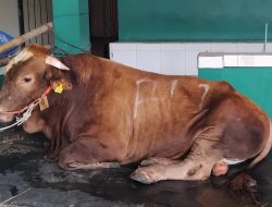 Presiden Salurkan 1.098 Sapi Kurban, Anggaran Rp100 Miliar dari APBN