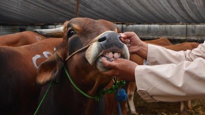 Dokter Mulai Sisir Lapak Hewan Kurban di Kota Bekasi