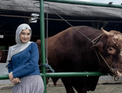 Intip Penampakan Sapi 1 Ton Milik Ria Ricis untuk Idul Adha 2026, Harganya Bukan Kaleng-kaleng!