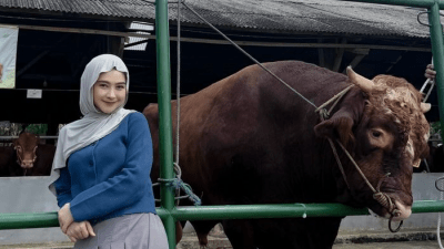 Intip Penampakan Sapi 1 Ton Milik Ria Ricis untuk Idul Adha 2026, Harganya Bukan Kaleng-kaleng!
