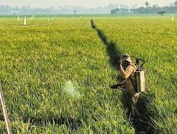 1.500 Hektare Sawah di Bekasi Terancam Kering, Saluran Irigasi Dinormalisasi