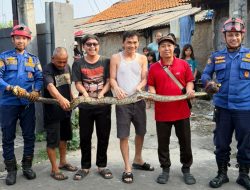 Ular Sanca Kagetkan Pemilik Warung