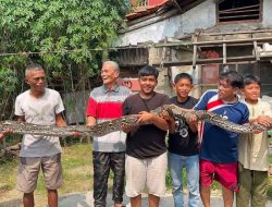 Sepekan, Disdamkarmat Kota Bekasi Evakuasi 30 Ular