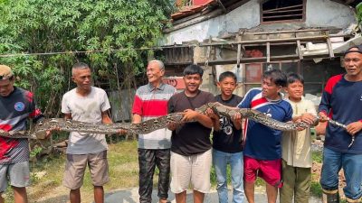 Disdamkarmat Kota Bekasi Tangani 1.779 Laporan, Ular Paling Banyak Dievakuasi
