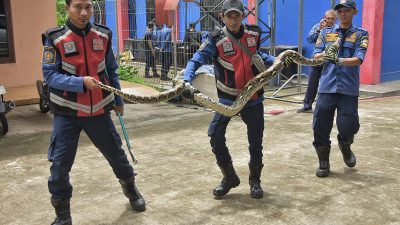 Ular Sanca di Plafon Rumah Paling Banyak Dievakuasi Damkar Kabupaten Bekasi
