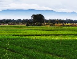 Musim Kemarau, Sawah di Lima Kecamatan Kabupaten Bekasi Rawan Puso
