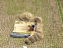 Kemarau, 75 Hektare Sawah di Kabupaten Bekasi Kekeringan