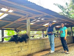 Semangat dan Dedikasi Mantri BRI Hadirkan Akses Perbankan bagi Masyarakat Pegunungan Toraja Utara