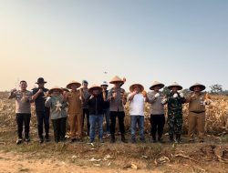 Polres Metro Bekasi Panen Jagung di Lahan Ketahanan Pangan Polda Metro Jaya