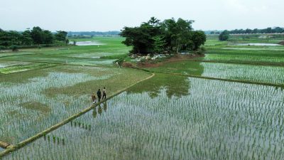 Kejar Target Produksi Padi 503 Ton, Distan Kabupaten Bekasi Andalkan Sawah di Wilayah Utara