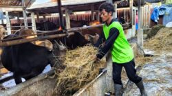Ancaman Penyakit Hewan Mengintai di Tengah Cuaca Ekstrem, Peternak di Kabupaten Bekasi Diminta Waspada