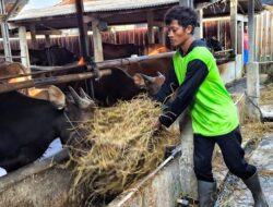 Ancaman Penyakit Hewan Mengintai di Tengah Cuaca Ekstrem, Peternak di Kabupaten Bekasi Diminta Waspada