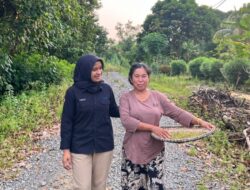Menembus Medan Berat Sebatik, Kisah AO PNM Dampingi Pengusaha Rumput Laut Tumbuh Bersama Holding Ultra Mikro