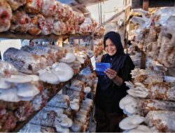 Indeks Bisnis UMKM BRI Triwulan II 2026: Ketahanan UMKM Terjaga, Ditopang Optimisme Prospek Usaha