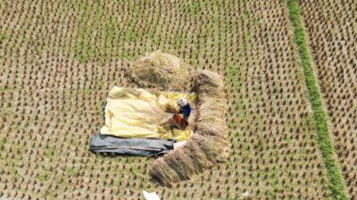 Kemarau Panjang, Petani Bekasi Terpaksa Gunakan Pompa Air Sejak Pembenihan