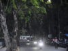 Pohon Rawan Tumbang di Kota Bekasi Ditelusuri