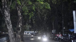 Pohon Rawan Tumbang di Kota Bekasi Ditelusuri