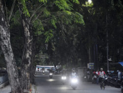 Pohon Rawan Tumbang di Kota Bekasi Ditelusuri