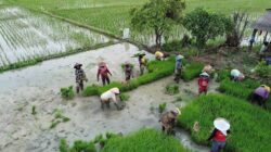 Peringatan Hari Tani Nasional 2026, DPRD Kabupaten Bekasi Tekankan Jaga Keberlanjutan Sektor Pertanian