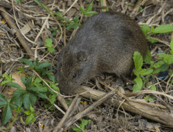 Bangkai Tikus Bisa Sebabkan Leptospirosis? Simak Risiko dan Cara Aman Menanganinya