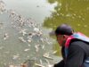 DLH Angkut 700 Kg Bangkai Ikan Sapu-sapu dari Kali Bekasi