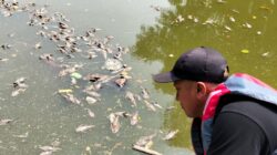 DLH Angkut 700 Kg Bangkai Ikan Sapu-sapu dari Kali Bekasi