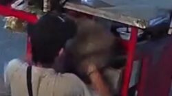 Terekam CCTV! Pedagang Mi Ayam Masukkan Kucing Persia Milik Warga ke Laci Gerobak di Jatisampurna