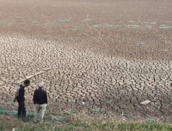 Situ Rawa Bedeng Bekasi Mengering Berubah Jadi Daratan, Petani Kesulitan Mengairi Sawah
