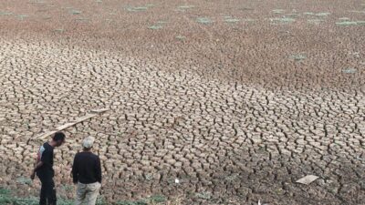 Situ Rawa Bedeng Bekasi Mengering Berubah Jadi Daratan, Petani Kesulitan Mengairi Sawah
