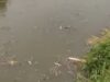 Ikan Sapu-sapu Mati di Kali Bekasi, DLH Duga Pencemaran dari Hulu