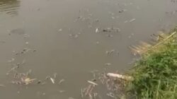 Ikan Sapu-sapu Mati di Kali Bekasi, DLH Duga Pencemaran dari Hulu
